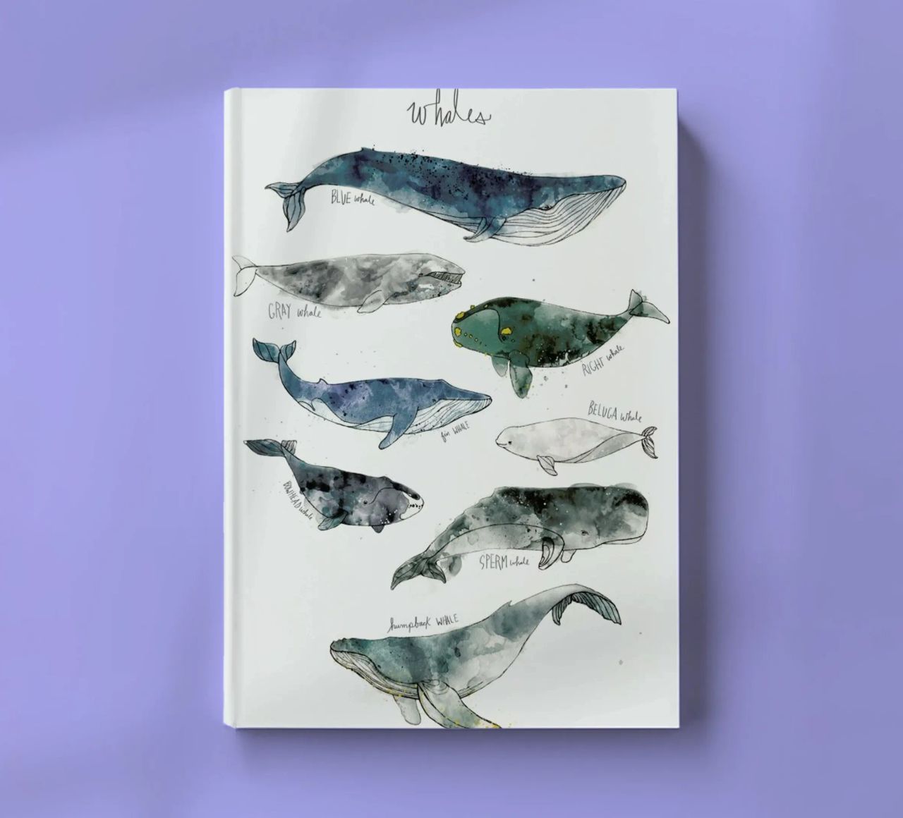 Whales notebook by Amy Hamilton