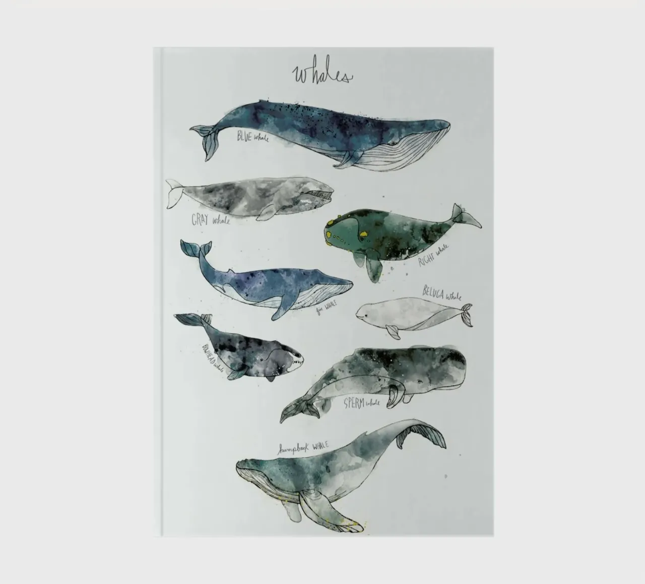 Whales Notizbuch von Amy Hamilton