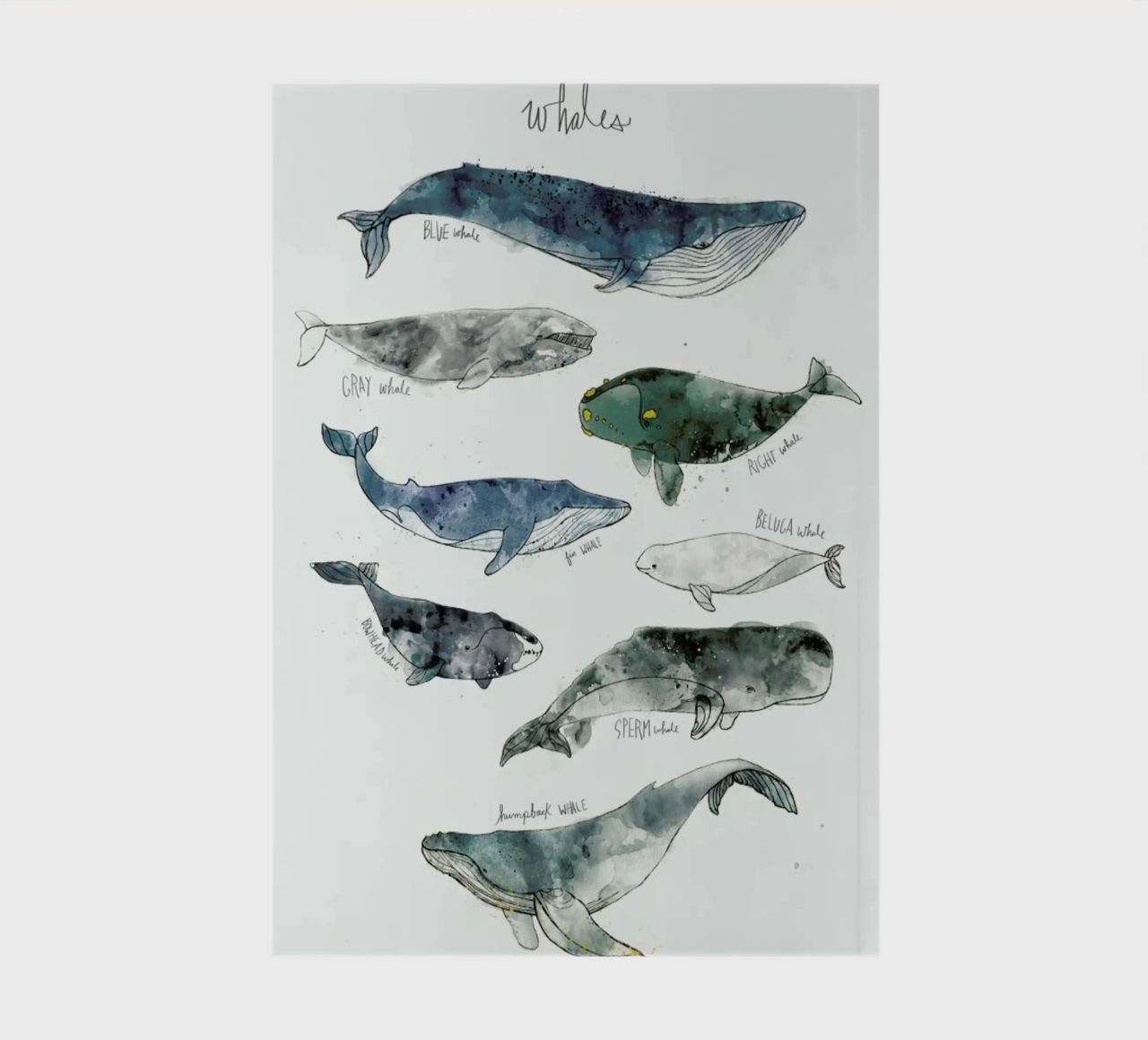Whales notebook by Amy Hamilton