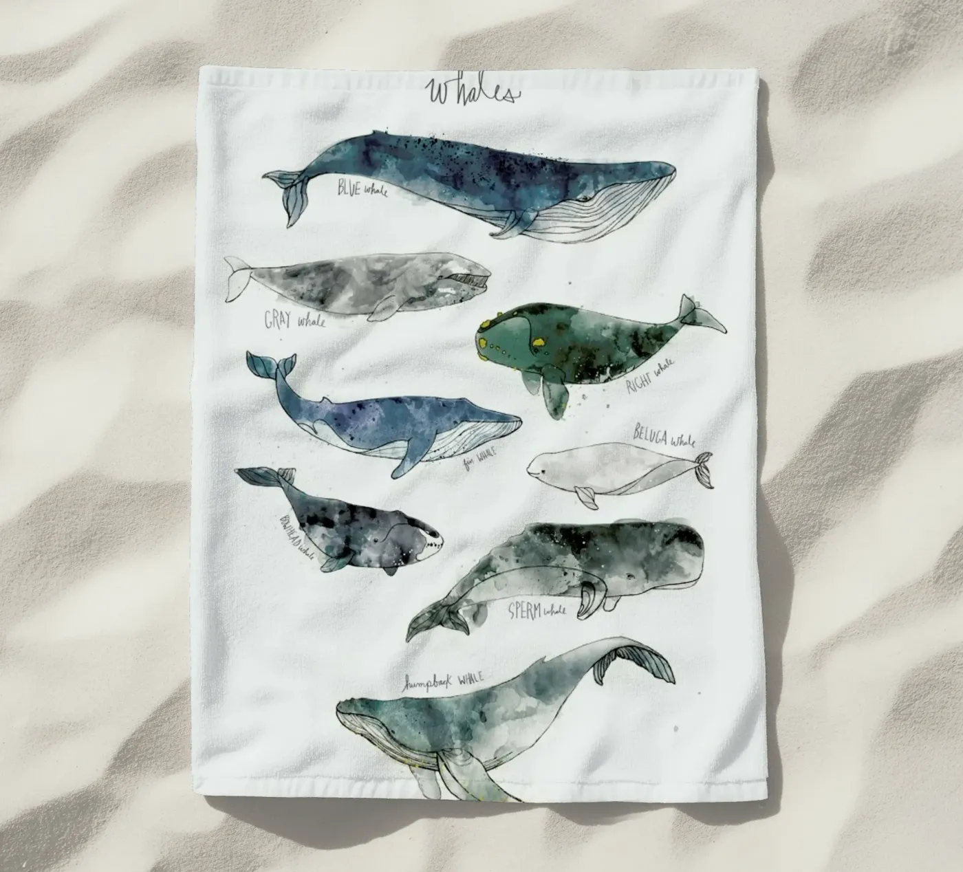 Whales telo mare da Amy Hamilton