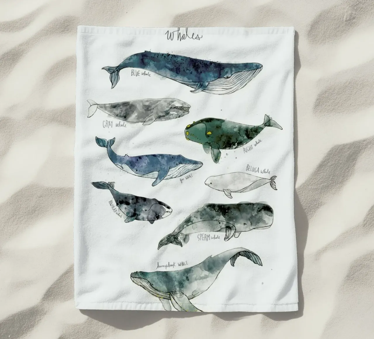 Whales telo mare da Amy Hamilton