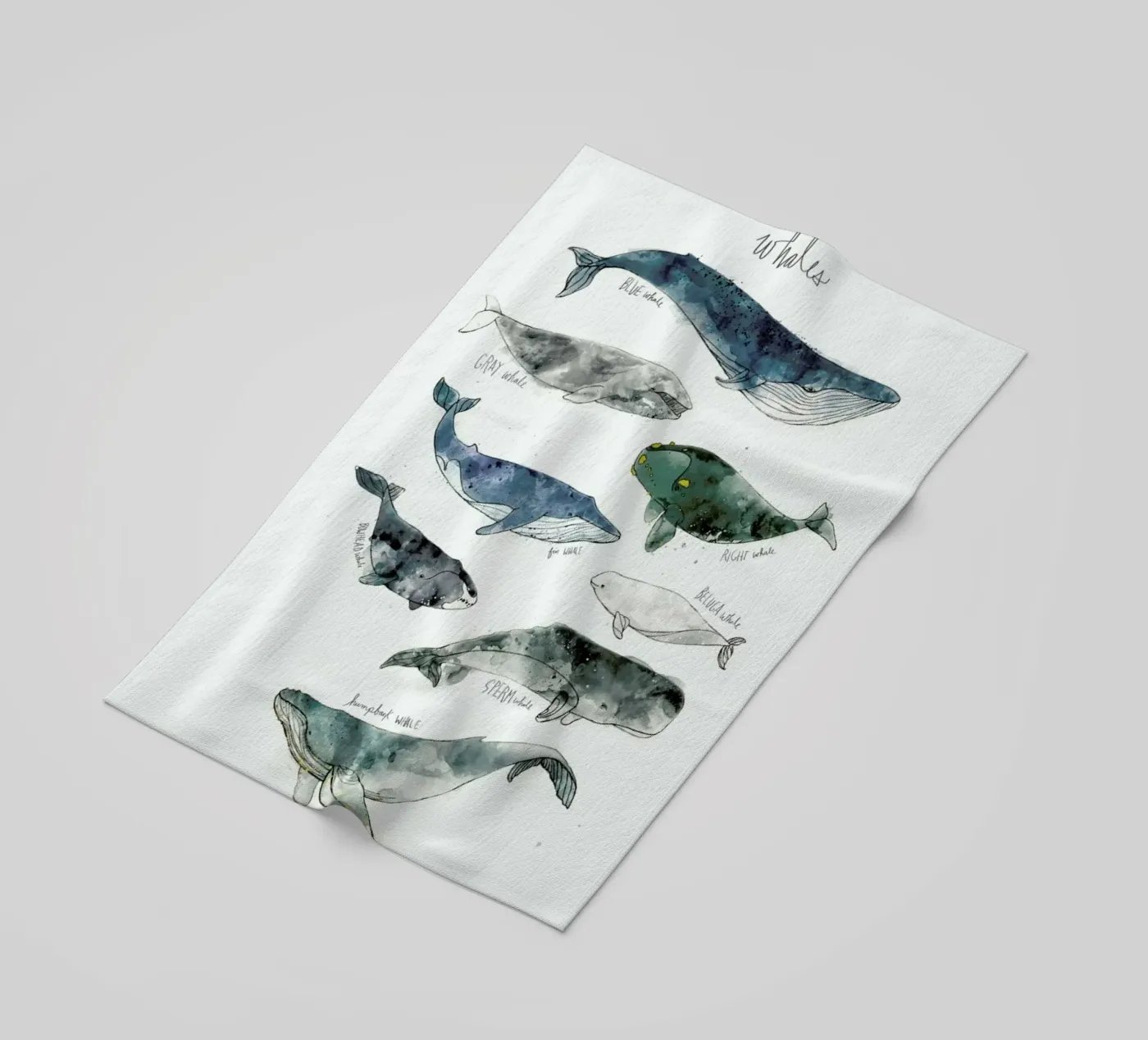 Whales telo mare da Amy Hamilton