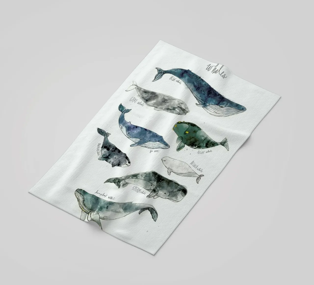 Whales telo mare da Amy Hamilton