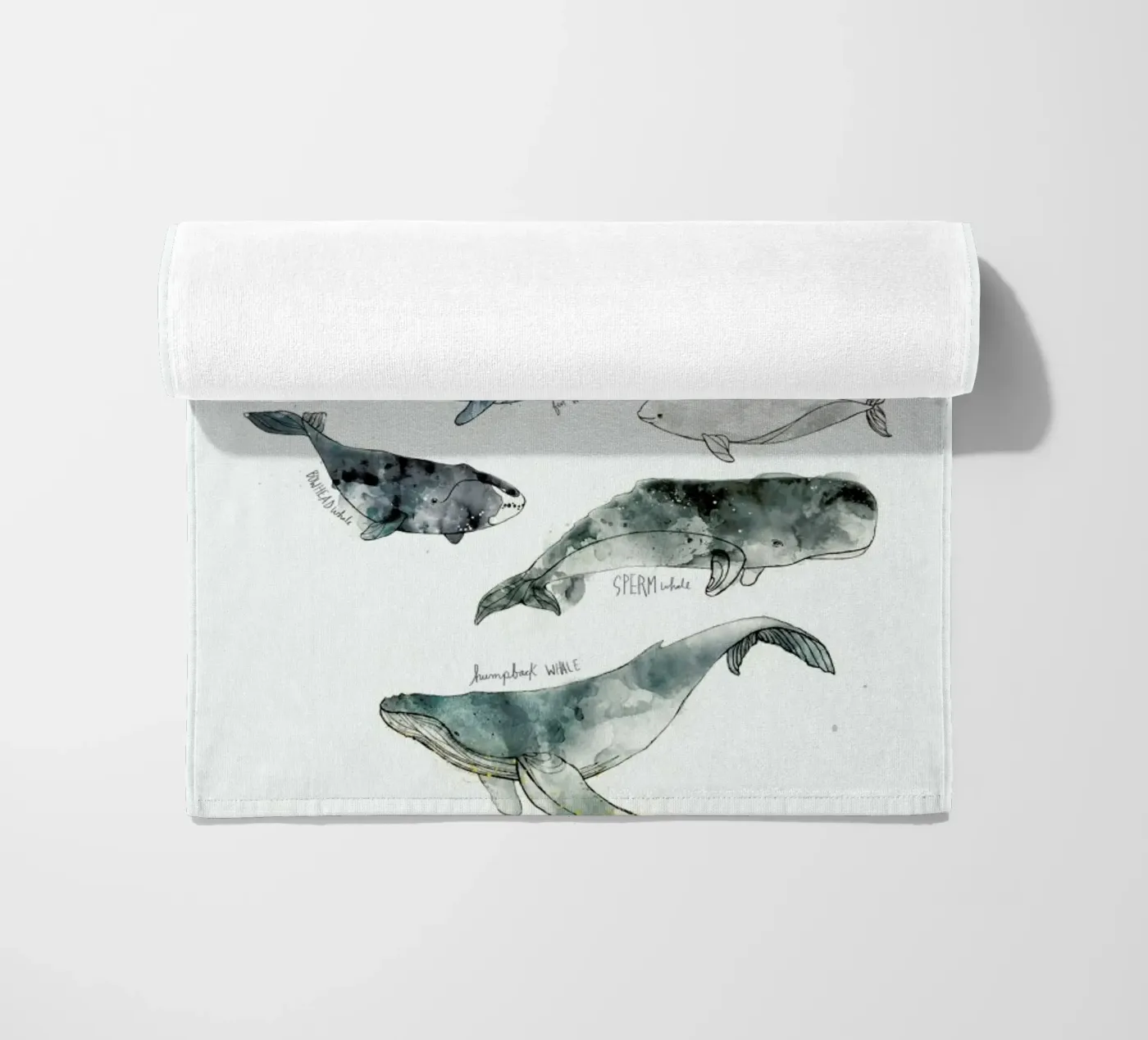 Whales telo mare da Amy Hamilton