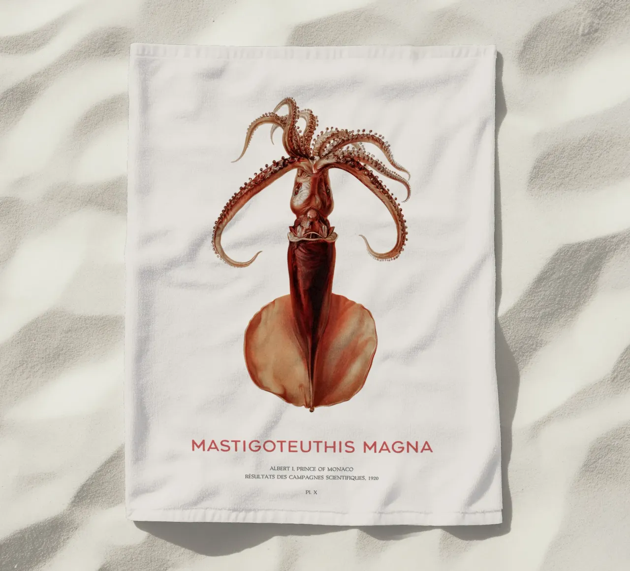 Calamaro di profondità o Mastigoteuthis Magna telo mare da Vintagrafica