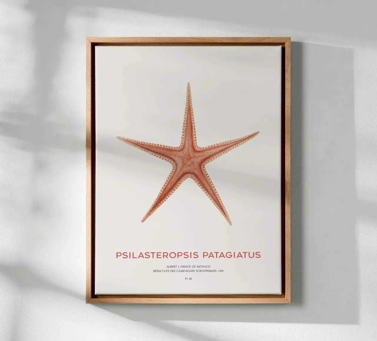 Zeester Psilasteropsis Patagiatus canvas met Baklijst van Vintagrafica