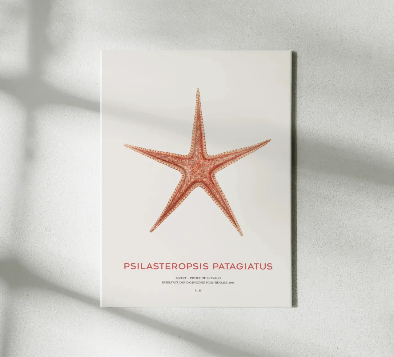 Zeester Psilasteropsis Patagiatus canvas met Baklijst van Vintagrafica