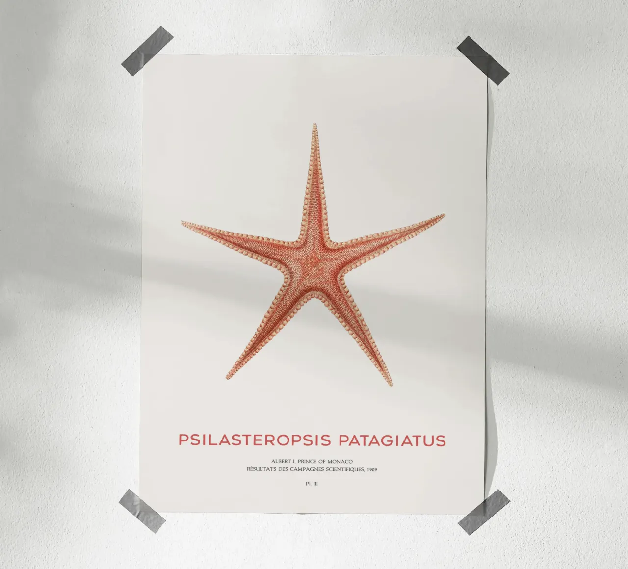 Stella marina Psilasteropsis Patagiatus poster da Vintagrafica
