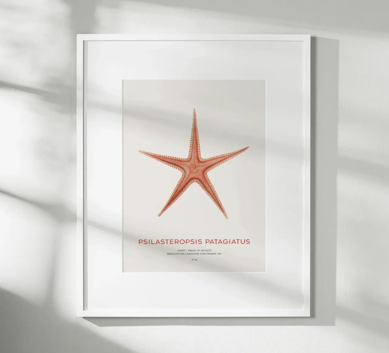 Stella marina Psilasteropsis Patagiatus poster da Vintagrafica
