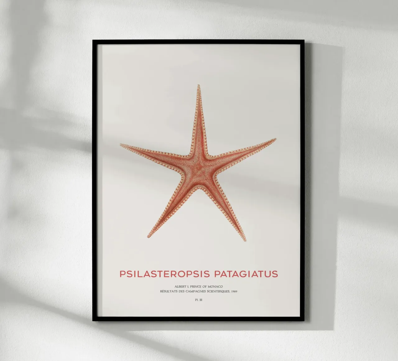 Stella marina Psilasteropsis Patagiatus poster da Vintagrafica