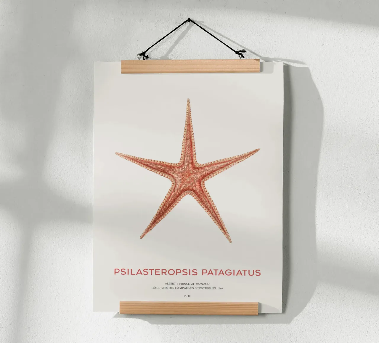 Stella marina Psilasteropsis Patagiatus poster da Vintagrafica
