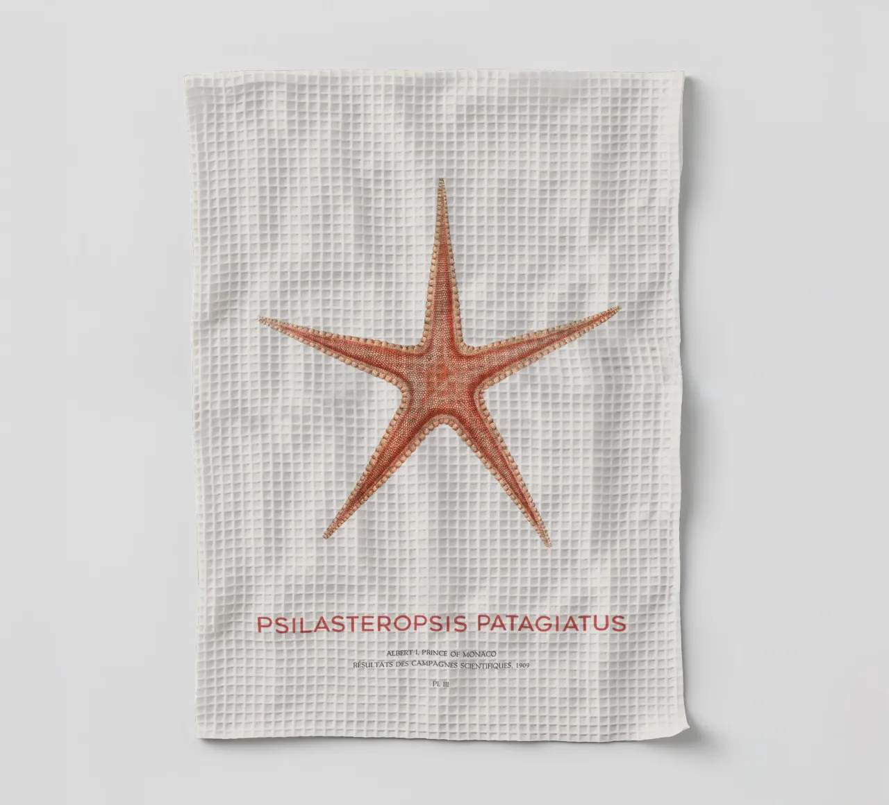 Starfish Psilasteropsis Patagiatus tea towel by Vintagrafica