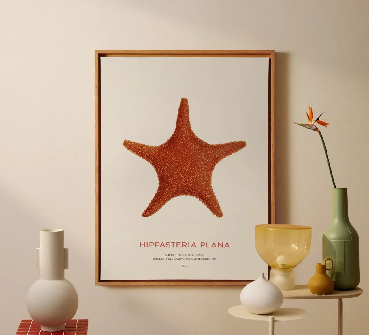 Stella di mare Hippasteria Plana tela con Cornice a cassetta da Vintagrafica
