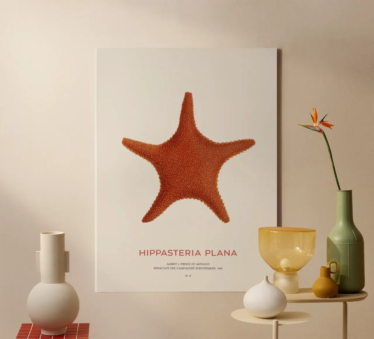 Stella di mare Hippasteria Plana tela con Cornice a cassetta da Vintagrafica