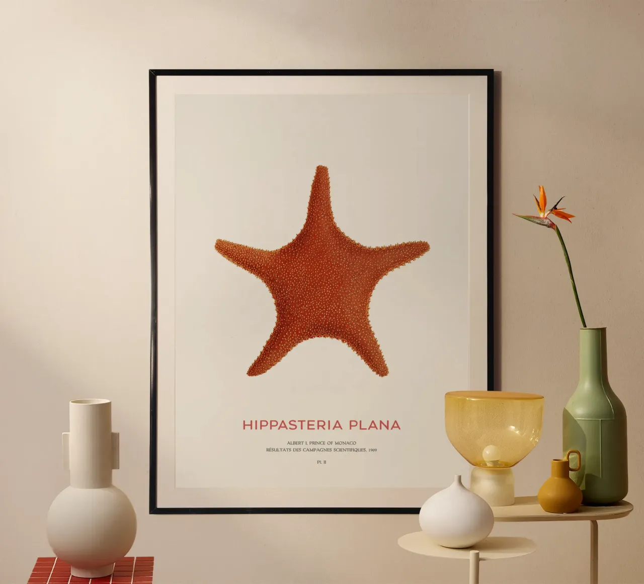 Stella di mare Hippasteria Plana poster con telaio in legno da Vintagrafica