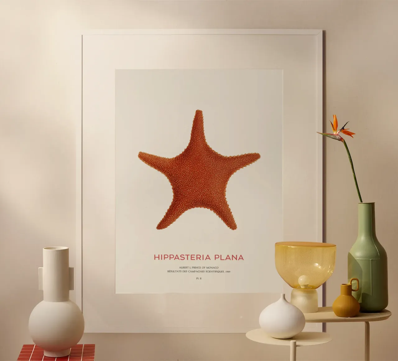 Stella di mare Hippasteria Plana poster con telaio in legno da Vintagrafica