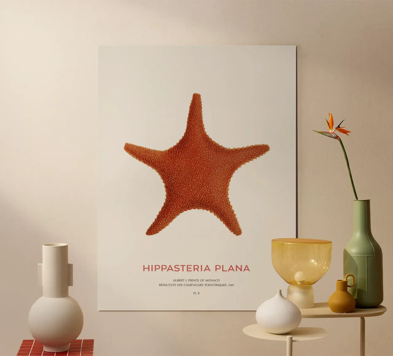 Stella di mare Hippasteria Plana poster con telaio in legno da Vintagrafica