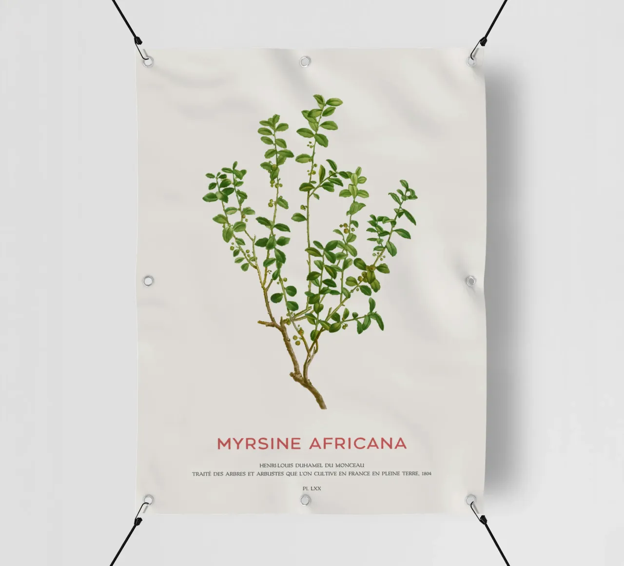 Mirto del Capo o Myrsine Africana telo in pvc da Vintagrafica