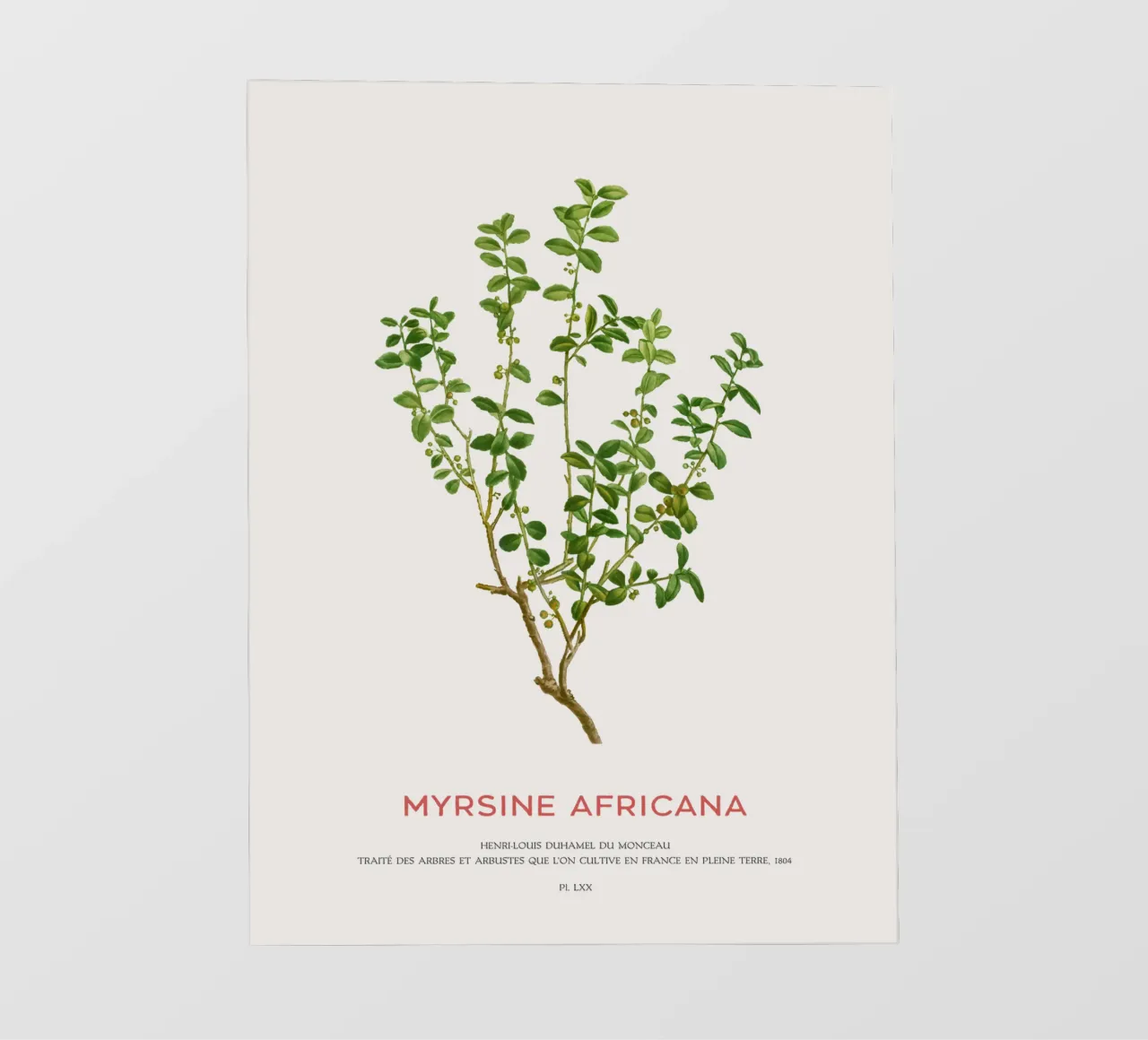 Mirto del Capo o Myrsine Africana telo in pvc da Vintagrafica