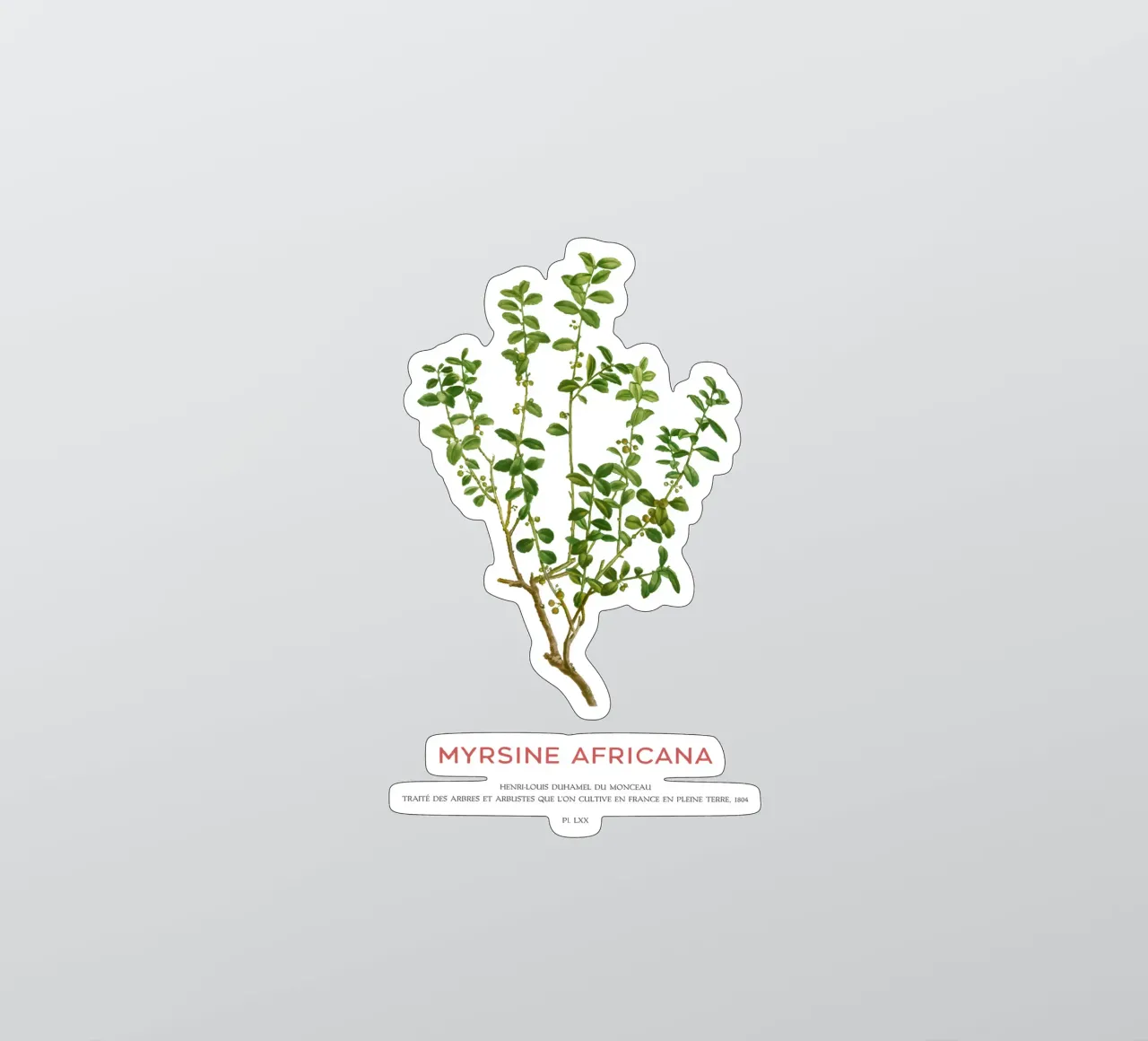 Kapmyrte oder Myrsine Africana Sticker von Vintagrafica