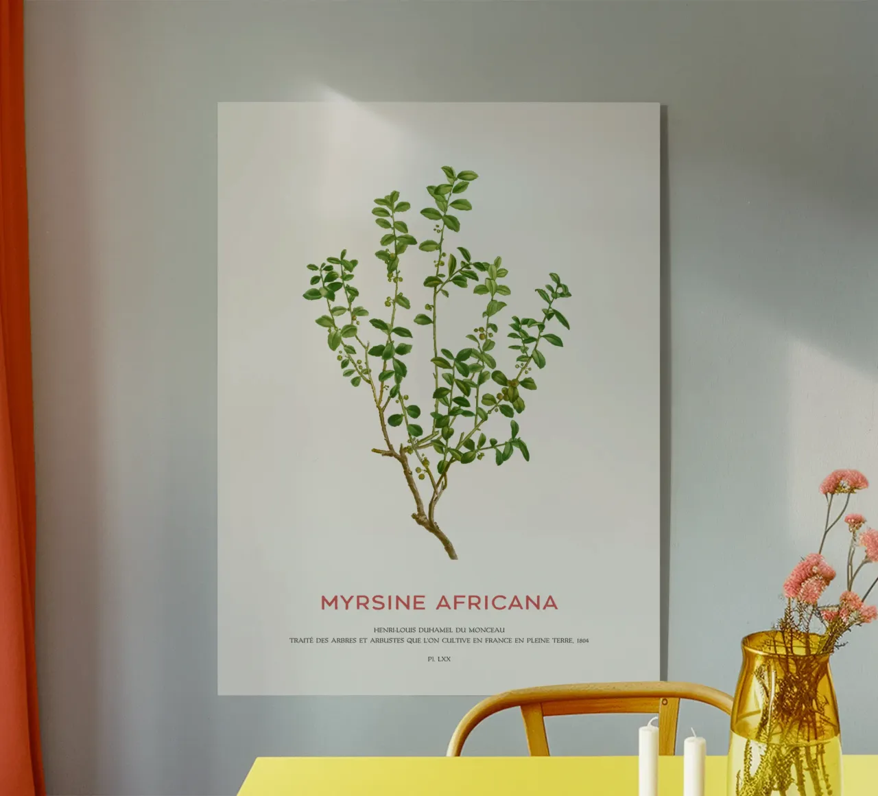 Kapmyrte oder Myrsine Africana Acryl-Glas von Vintagrafica