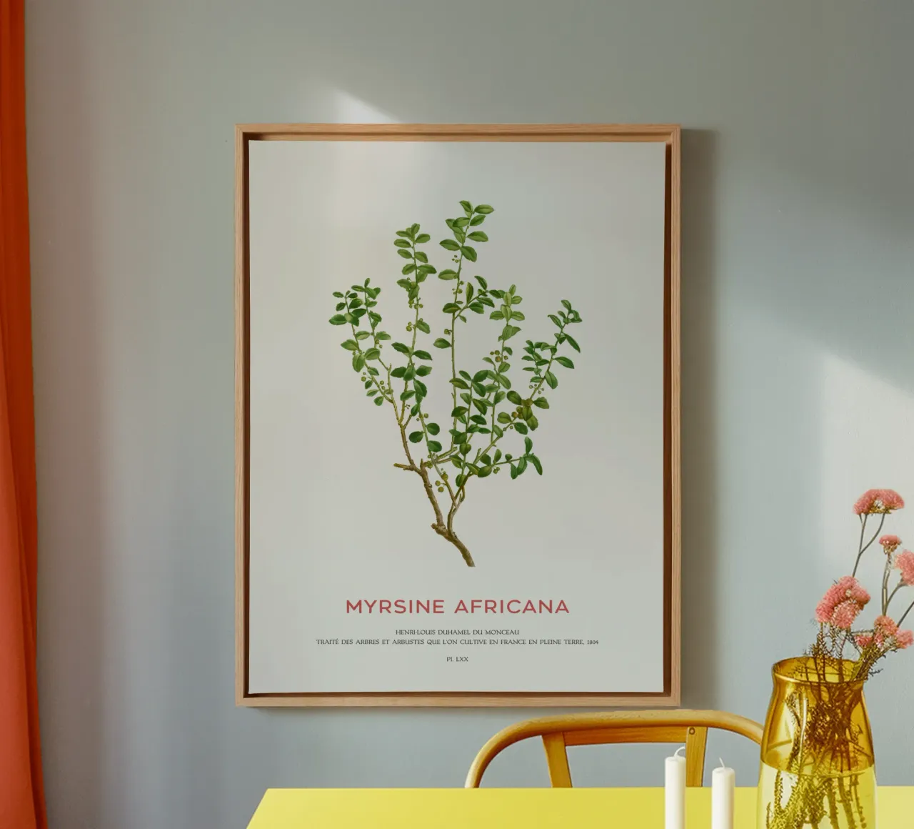 Kapmyrte oder Myrsine Africana Leinwand mit Schattenfugenrahmen von Vintagrafica