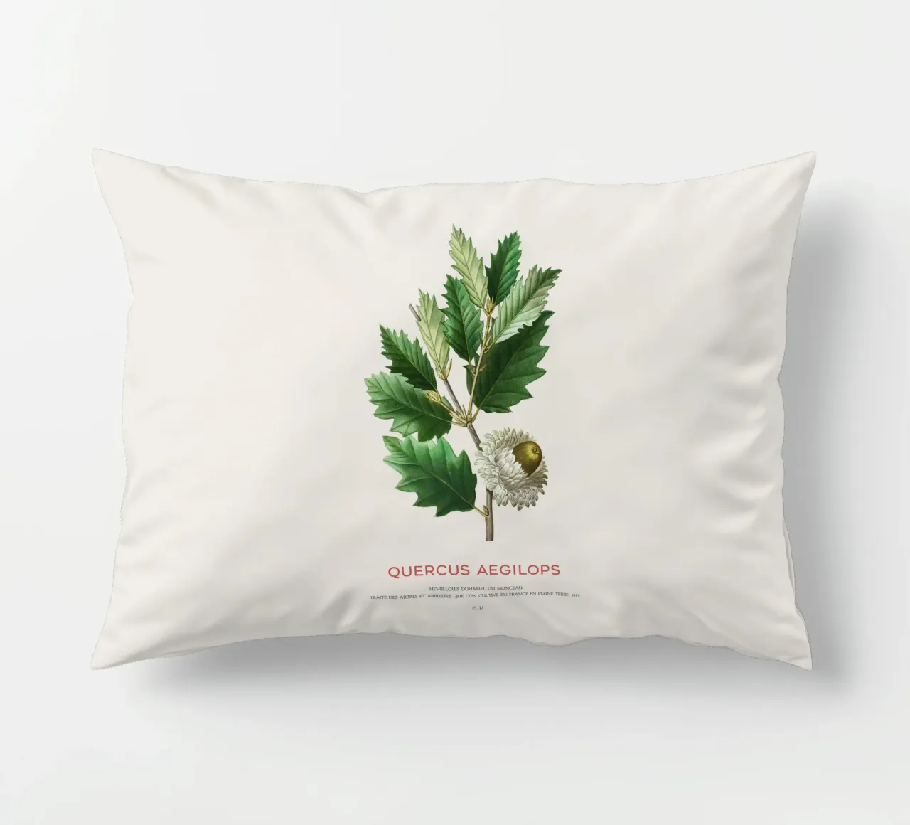 Quercia di Valonia o Quercus Aegilops cuscino da Vintagrafica