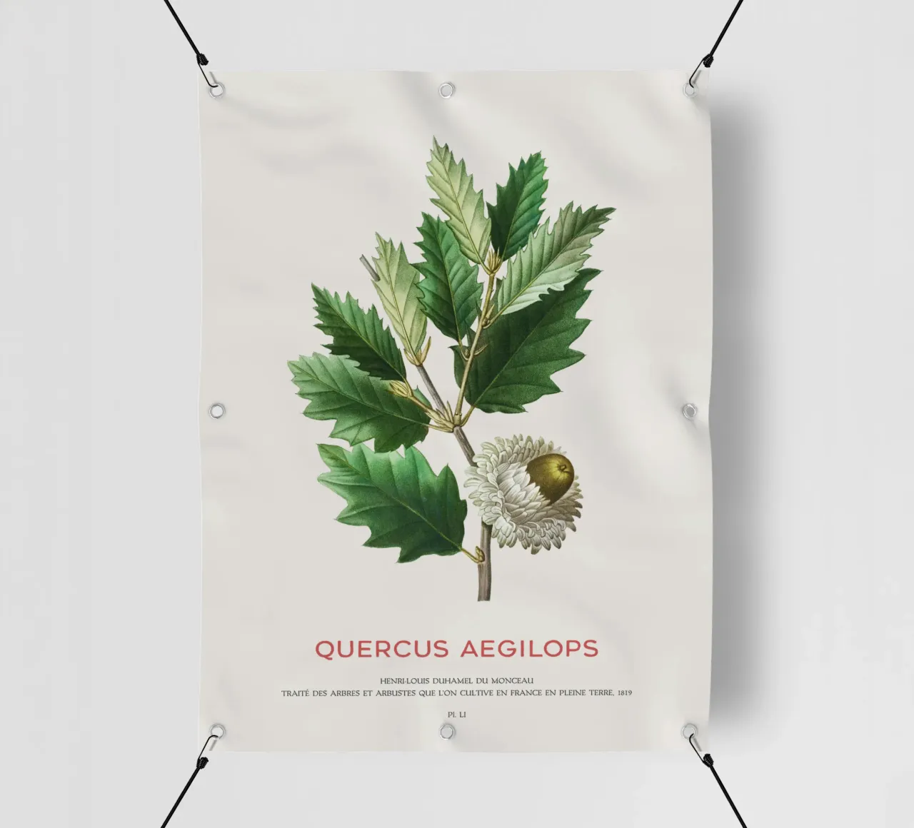 Quercia di Valonia o Quercus Aegilops telo in pvc da Vintagrafica
