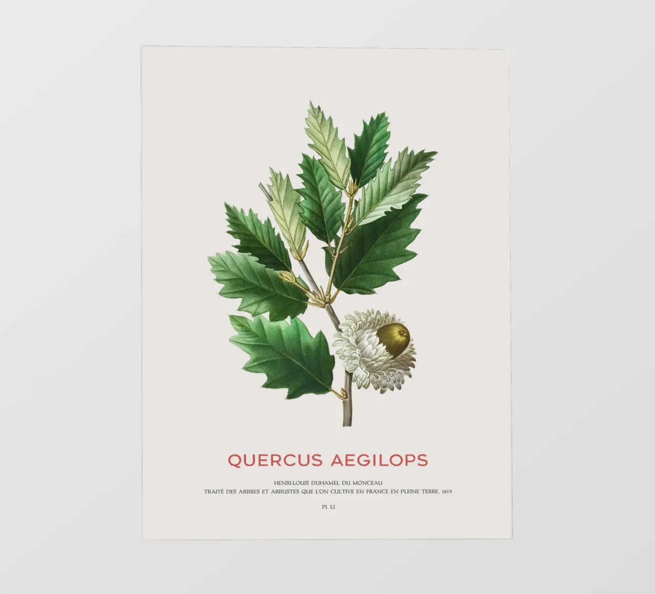Quercia di Valonia o Quercus Aegilops telo in pvc da Vintagrafica
