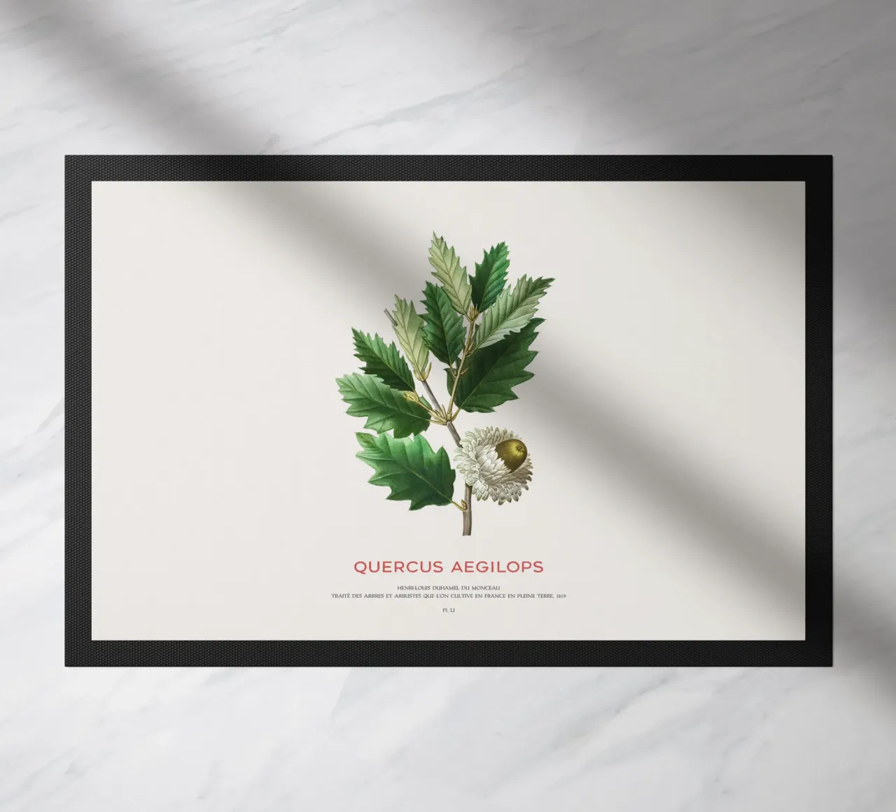 Quercia di Valonia o Quercus Aegilops zerbino da Vintagrafica