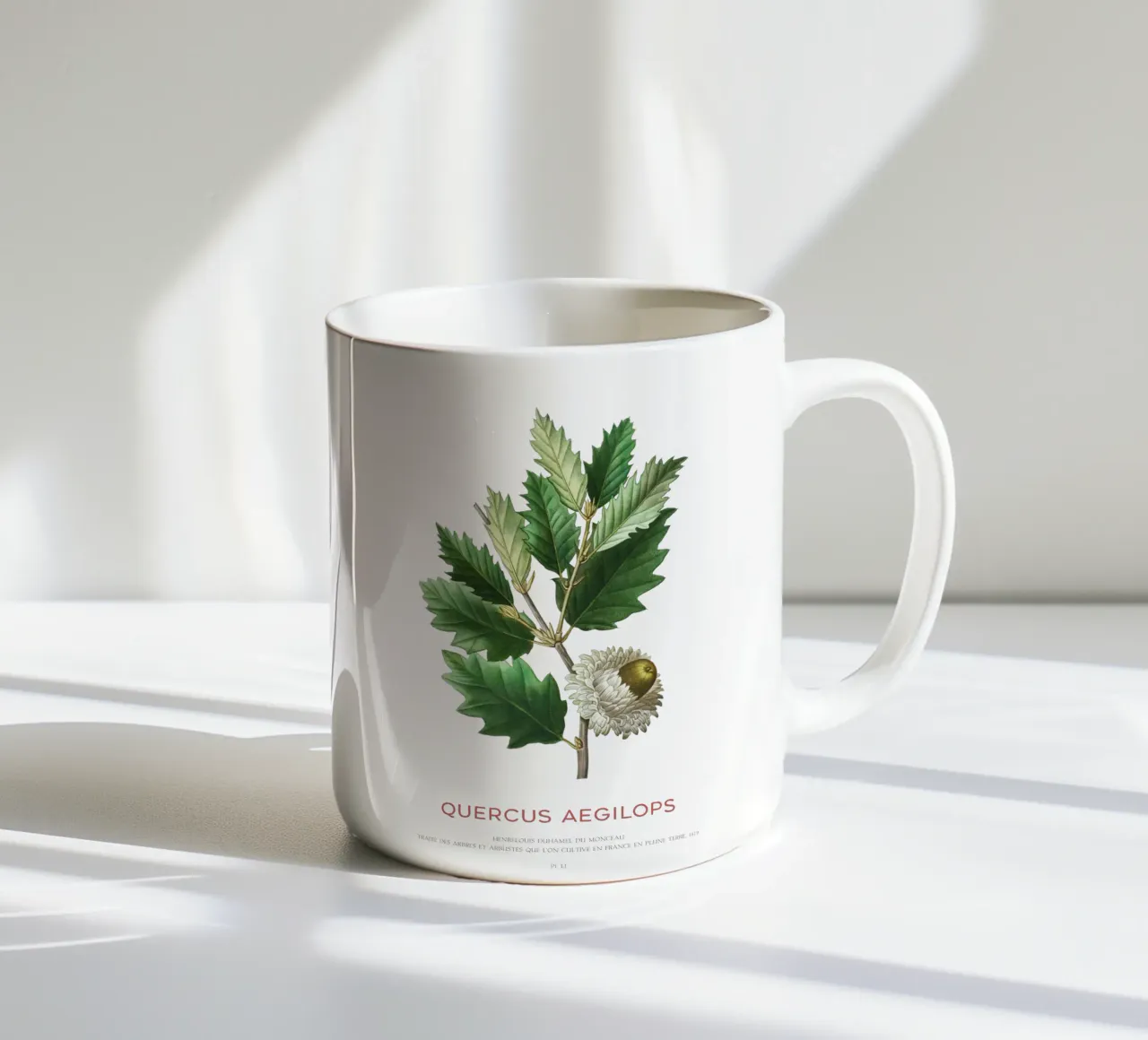 Quercia di Valonia o Quercus Aegilops tazza in ceramica da Vintagrafica