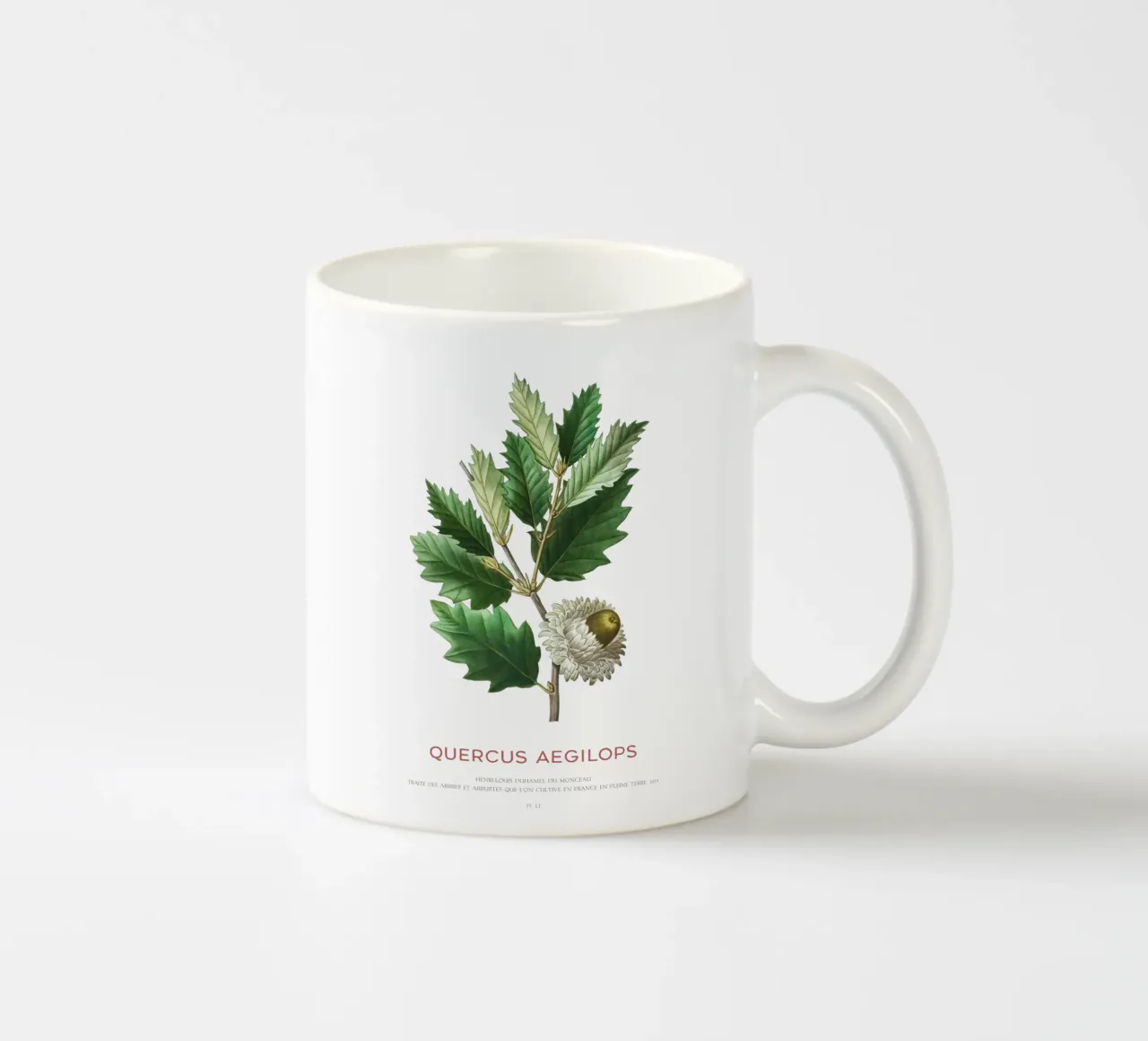 Quercia di Valonia o Quercus Aegilops tazza in ceramica da Vintagrafica
