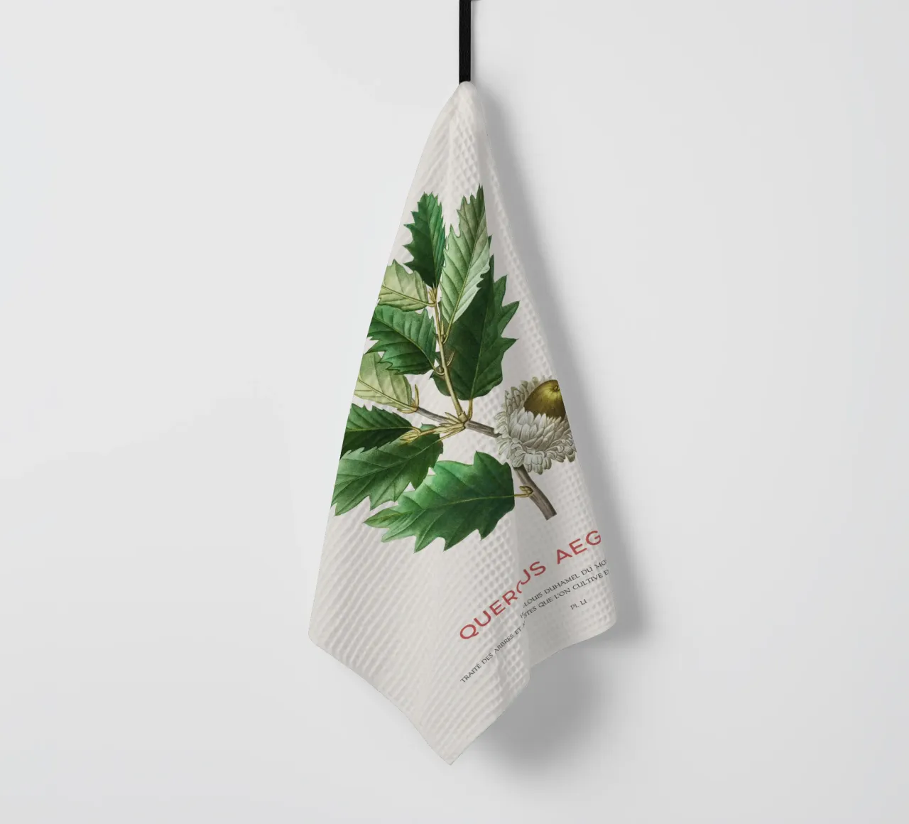 Quercia di Valonia o Quercus Aegilops canovaccio da cucina da Vintagrafica