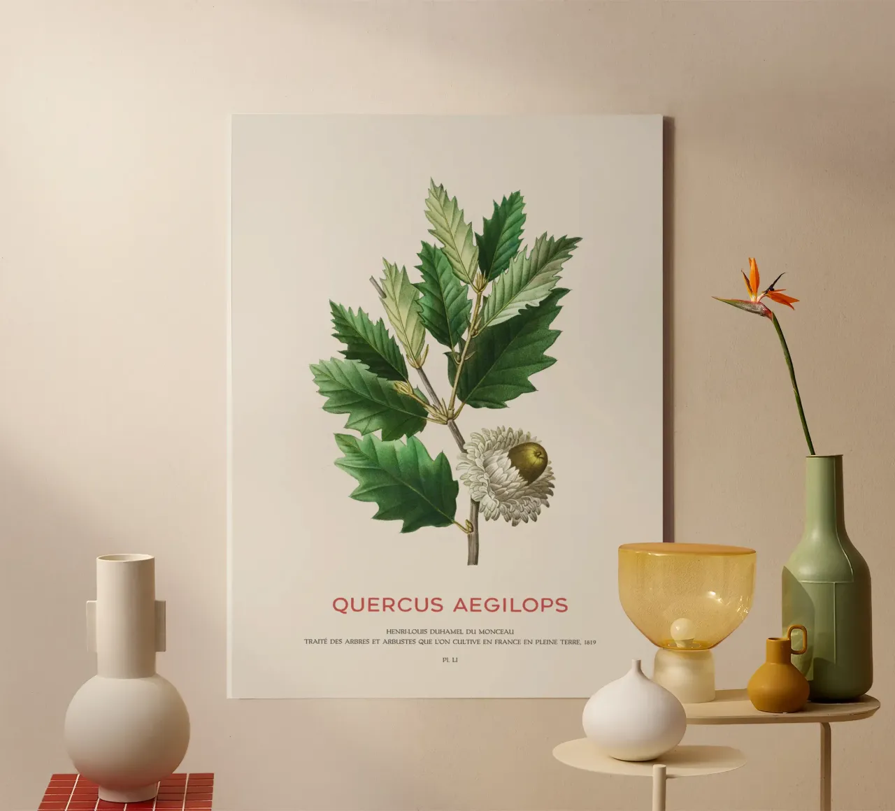 Valonia oak or Quercus Aegilops canvas by Vintagrafica