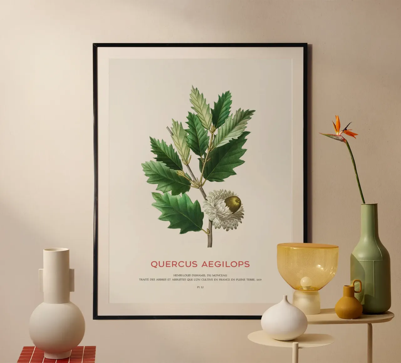 Quercia di Valonia o Quercus Aegilops poster con telaio in plastica da Vintagrafica