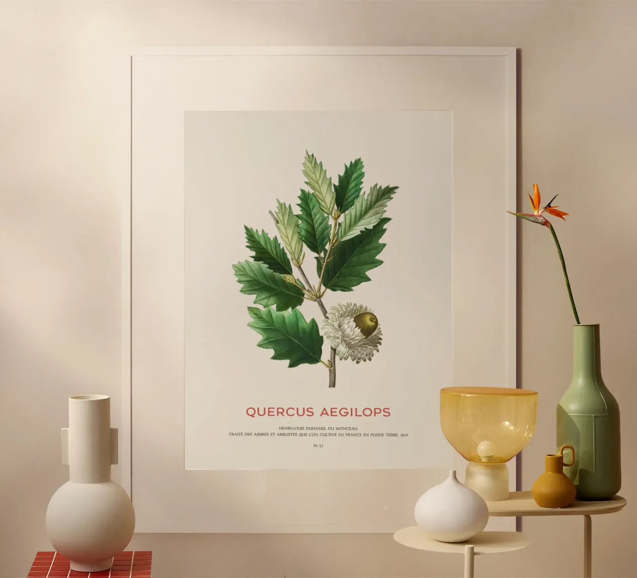 Quercia di Valonia o Quercus Aegilops poster con telaio in plastica da Vintagrafica