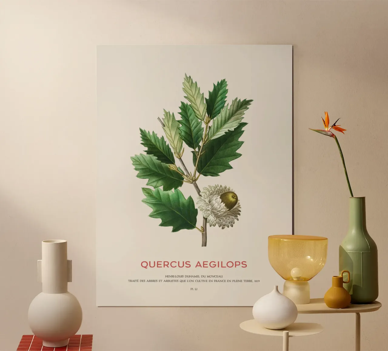 Quercia di Valonia o Quercus Aegilops poster con telaio in plastica da Vintagrafica