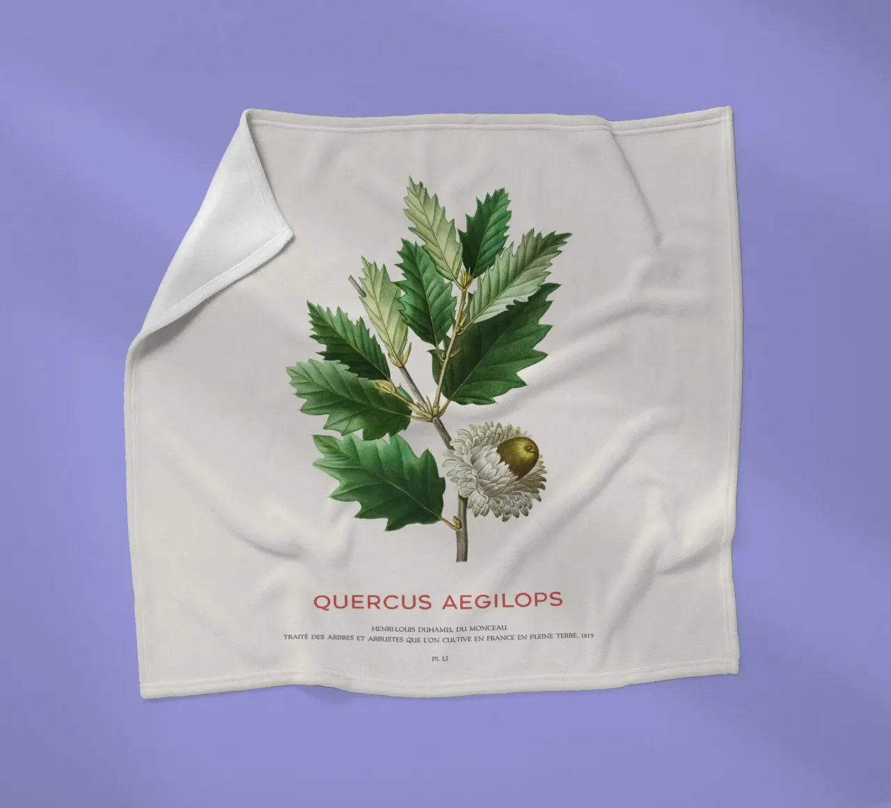 Quercia di Valonia o Quercus Aegilops coperta in pile da Vintagrafica