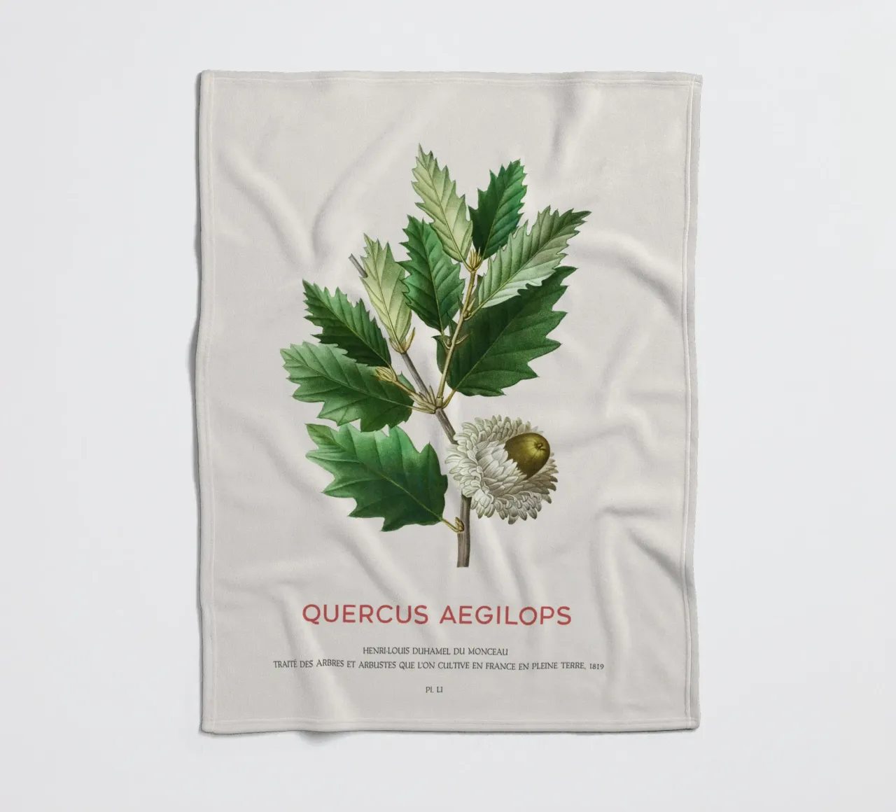 Quercia di Valonia o Quercus Aegilops coperta in pile da Vintagrafica