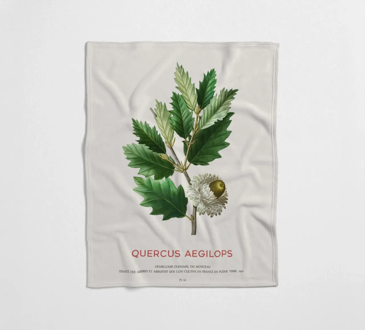Quercia di Valonia o Quercus Aegilops coperta in pile da Vintagrafica