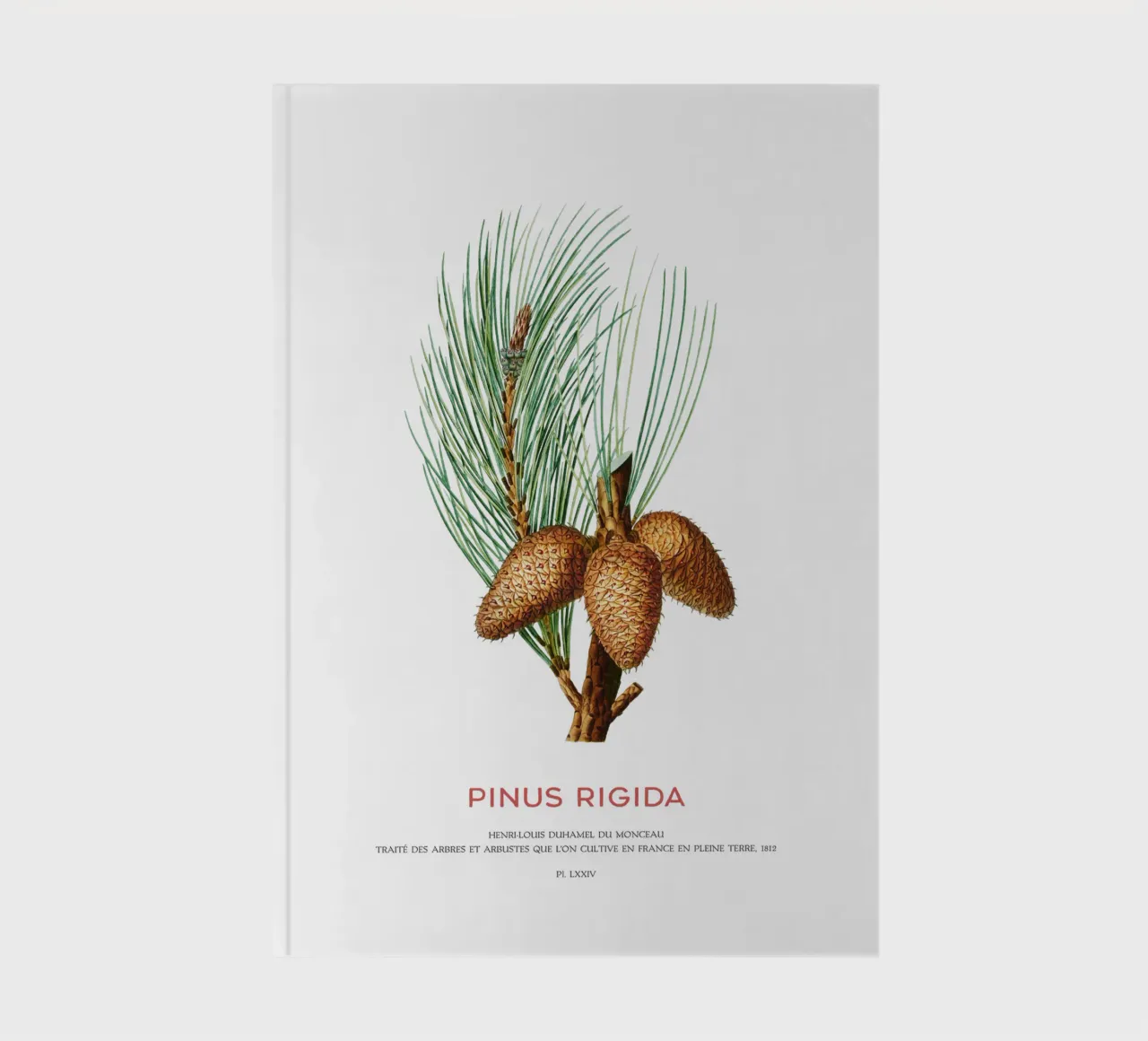 Pitch pine or Pinus Rigida notebook by Vintagrafica