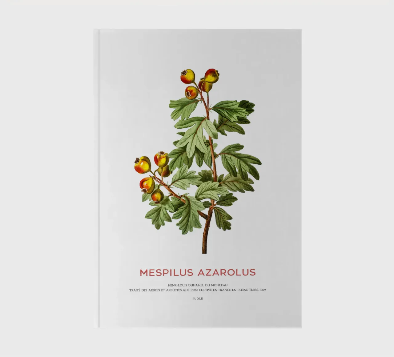 Mediterranean medlar or Mespilus Azarolus notebook by Vintagrafica