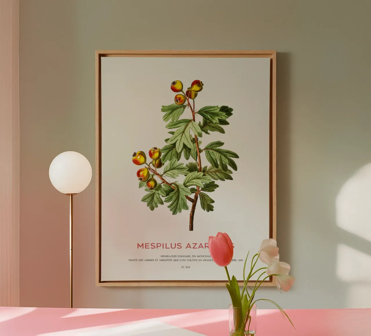 Mittelmeer-Mispel oder Mespilus Azarolus Leinwand mit Schattenfugenrahmen von Vintagrafica