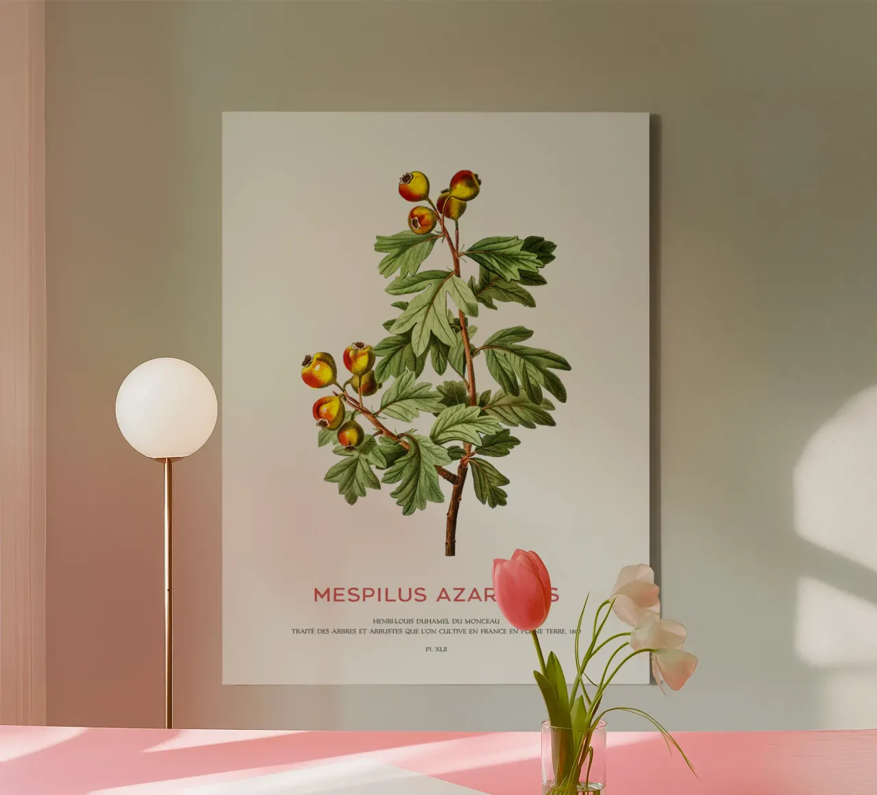 Mittelmeer-Mispel oder Mespilus Azarolus Leinwand mit Schattenfugenrahmen von Vintagrafica