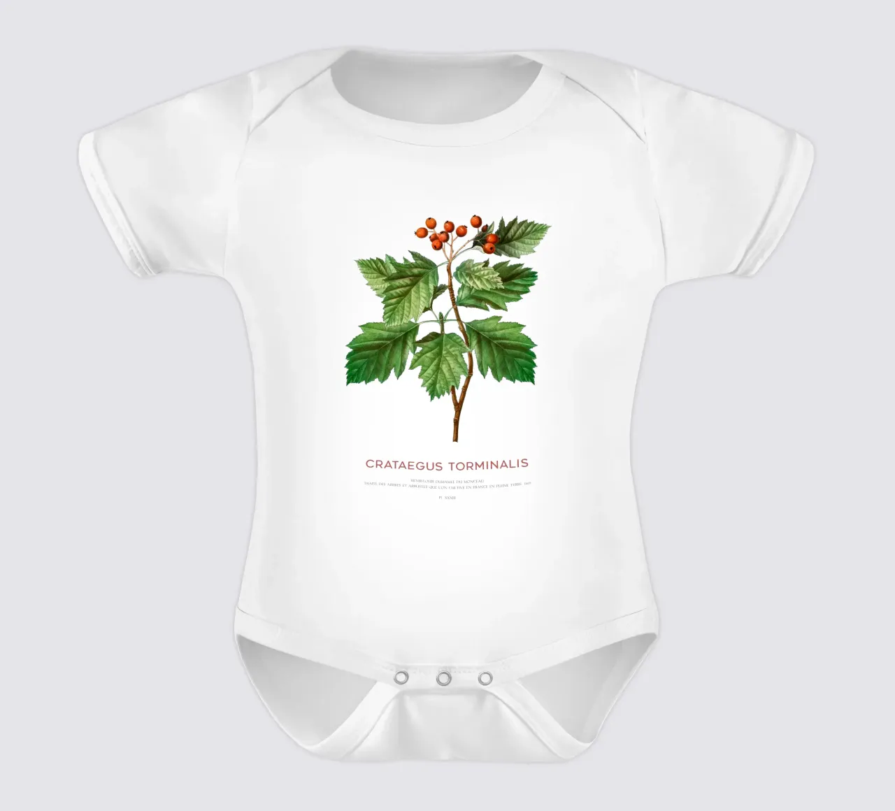 Wilde dienstboom of Crataegus Torminalis babyrompertje korte mouwen van Vintagrafica