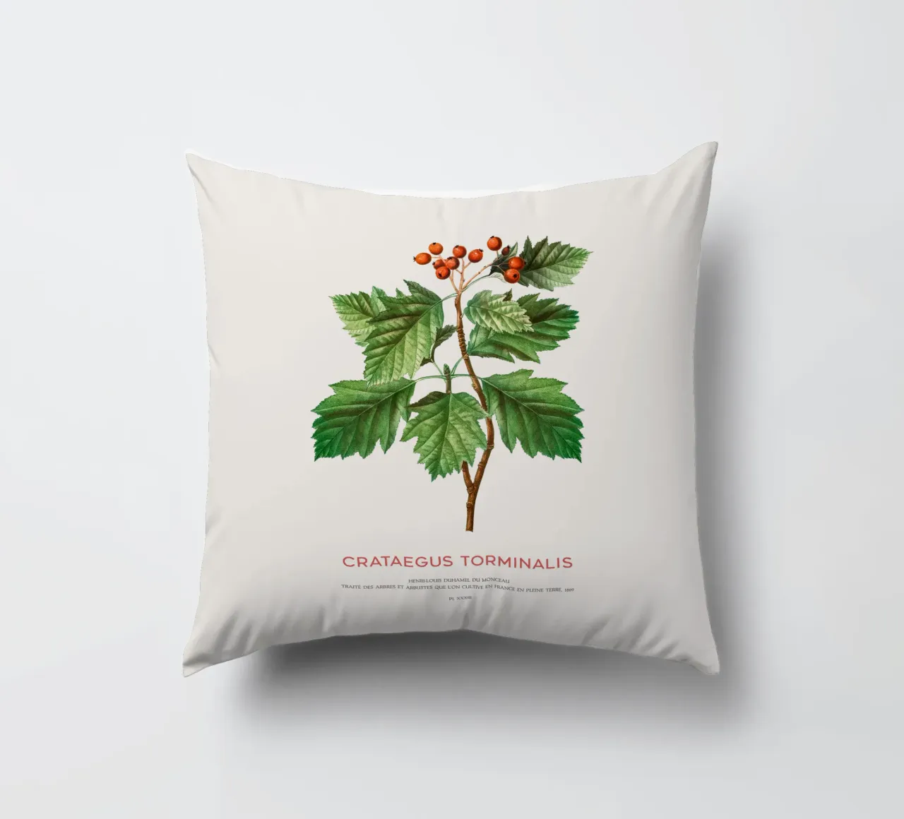 Wild service tree or Crataegus Torminalis decorative cushion by Vintagrafica