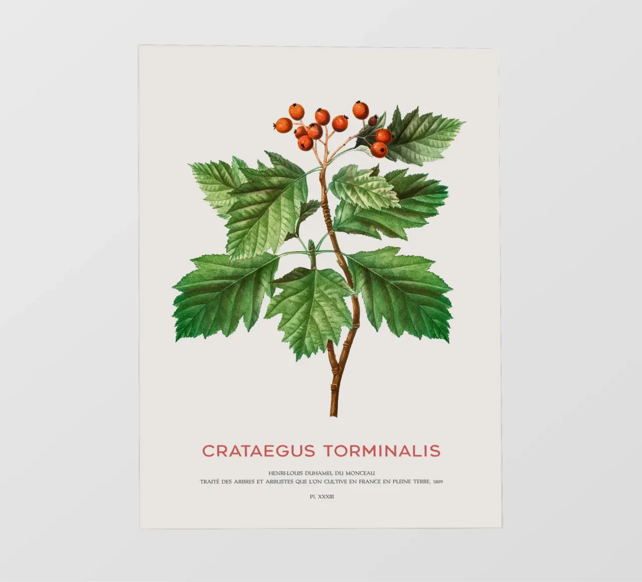 Albero dei servizi selvatici o Crataegus Torminalis telo in pvc da Vintagrafica
