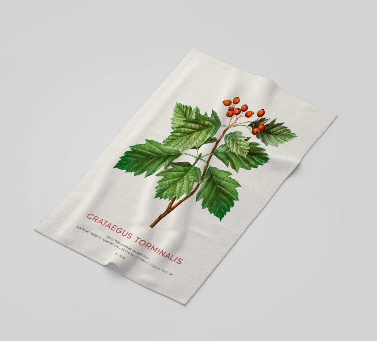 Wild service tree or Crataegus Torminalis beach towel by Vintagrafica
