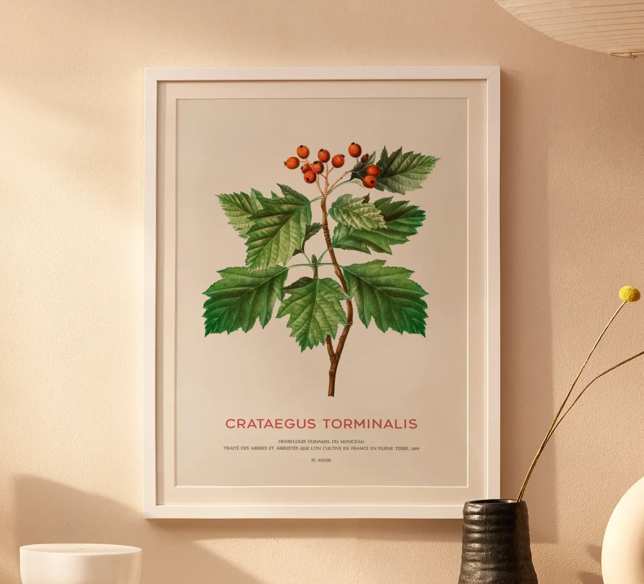 Albero dei servizi selvatici o Crataegus Torminalis poster da Vintagrafica