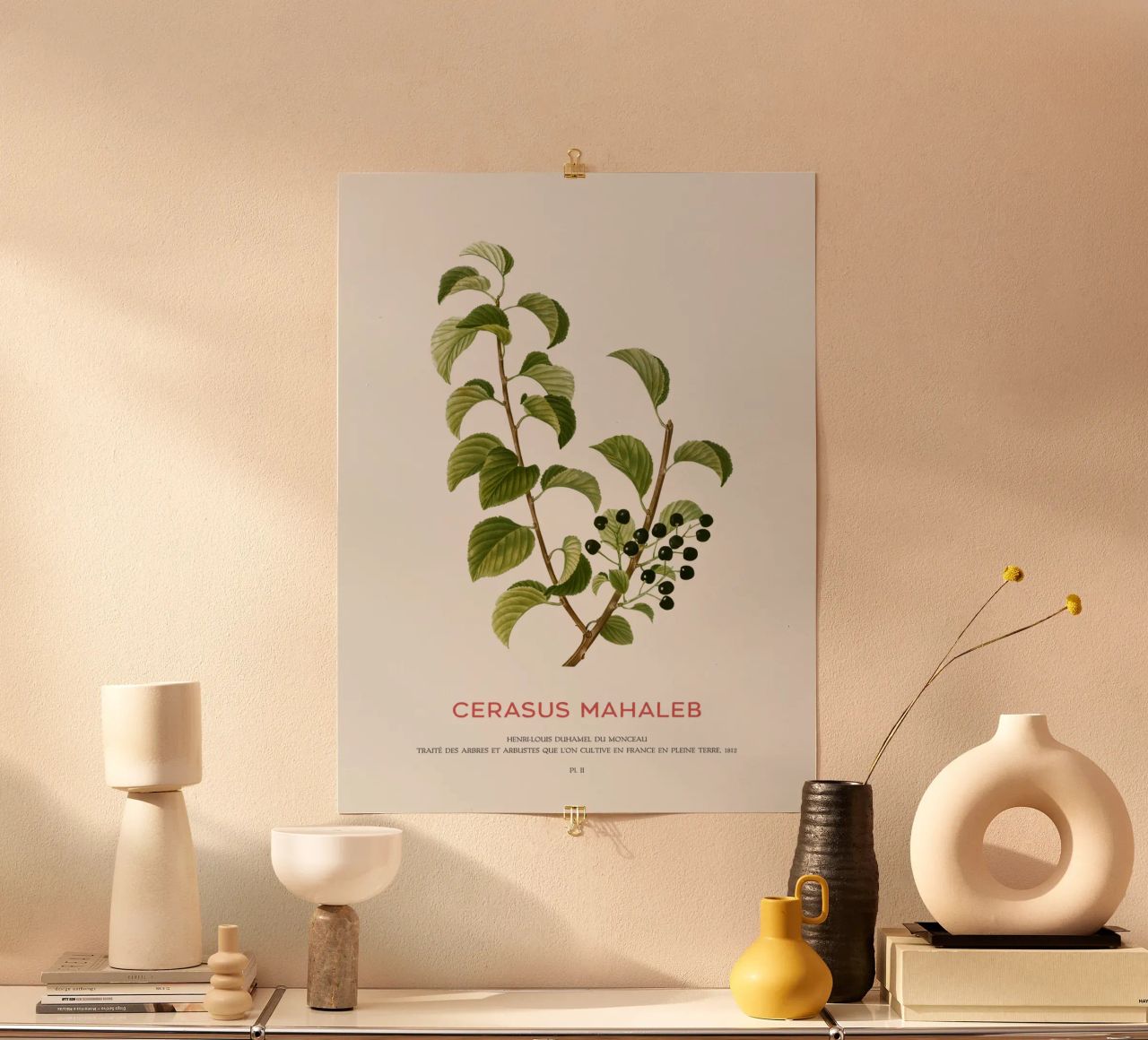 St. Lucie-Kirsche oder Cerasus Mahaleb Poster von Vintagrafica